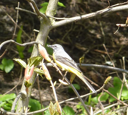 Great Tit